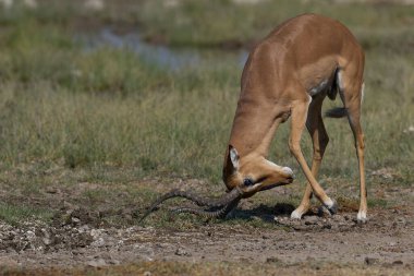 Male Black-faced Impala (Aepyceros melampus petersi) covering its horns in mud during the annual rut in Etosha National Park, Namibia clipart