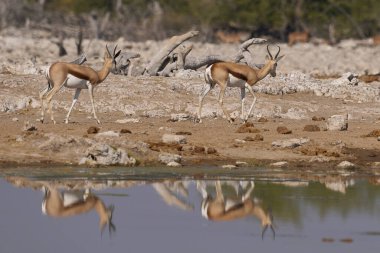 Springok (Antidorcas marsupialis) at a waterhole in Etosha National Park, Namibia     