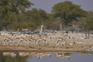 Springok (Antidorcas marsupialis) at a waterhole in Etosha National Park, Namibia     