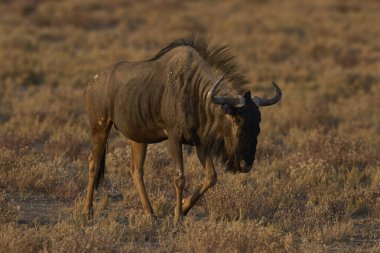 Mavi Antilop (Connochaetes taurinus), Namibya 'daki Etosha Ulusal Parkı' nda kurak bir ovada yürüyor.