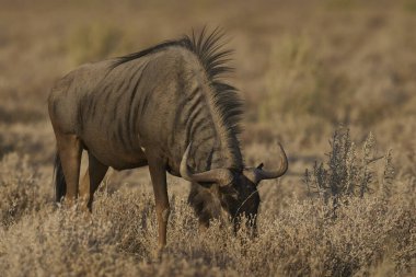 Mavi Antilop (Connochaetes taurinus), Namibya 'daki Etosha Ulusal Parkı' nda kurak bir ovada yürüyor.