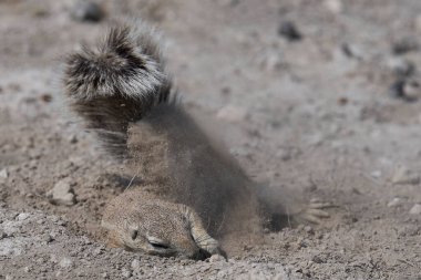 Etosha Ulusal Parkı, Namibya düzlüklerinde yer sincapları (Xerus inauris).