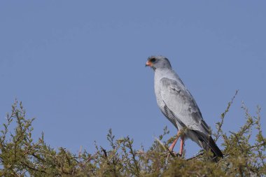 Pale Chanting Goshawk (Melierax canorus) perched in a tree in Etosha National Park, Namibia