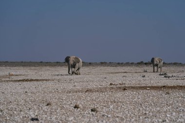 Büyük Afrika fili (Loxodonta africana) Namibya 'daki Etosha Ulusal Parkı' nda bir su birikintisine yaklaşıyor..