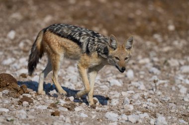 Black-backed Jackal (Canis mesomelas) approaching a waterhole in Etosha National Park, Namibia