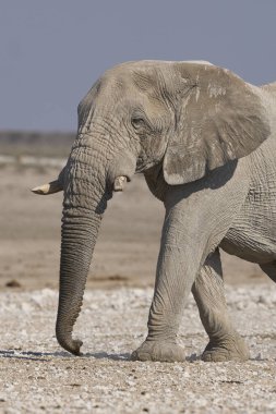 Büyük Afrika fili (Loxodonta africana) Namibya 'daki Etosha Ulusal Parkı' nda bir su birikintisine yaklaşıyor..