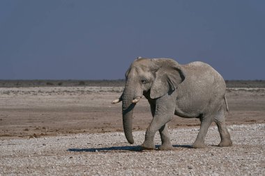 Büyük Afrika fili (Loxodonta africana) Namibya 'daki Etosha Ulusal Parkı' nda bir su birikintisine yaklaşıyor..