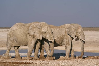 Büyük Afrika fili (Loxodonta africana) geçtiğimiz günlerde Namibya 'daki Etosha Ulusal Parkı' ndaki bir su birikintisinde çamur içmeyi üstlendi..