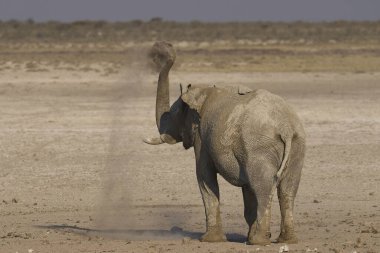 Büyük boğa Afrika fili (Loxodonta africana) Namibya 'daki Etosha Ulusal Parkı' ndaki bir su birikintisinde çamurla kaplanır..