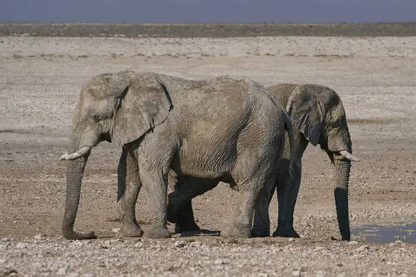 Büyük Afrika fili (Loxodonta africana) geçtiğimiz günlerde Namibya 'daki Etosha Ulusal Parkı' ndaki bir su birikintisinde çamur içmeyi üstlendi..