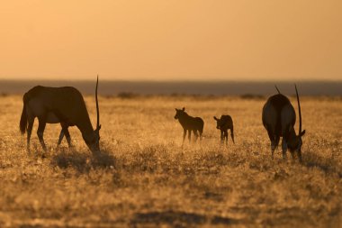 Group of Gemsbok (Oryx gazella) with young grazing on a plain at sunrise in Etosha National Park, Namibia                                 clipart