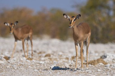 Female Black-faced Impala (Aepyceros melampus petersi) in Etosha National Park, Namibia 
