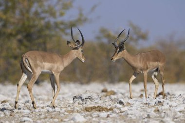 Etosha Ulusal Parkı, Namibya 'da Siyah Yüzlü Erkek Impala (Aepyceros melampus petersi).                               
