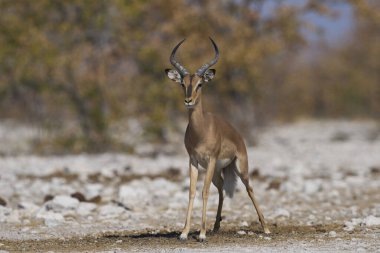 Erkek Siyah Yüzlü Impala (Aepyceros melampus petersi), Namibya 'daki Etosha Ulusal Parkı' ndaki bir gübre çöplüğünde bölgesini işaretliyor.