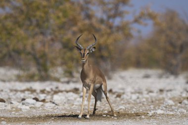 Erkek Siyah Yüzlü Impala (Aepyceros melampus petersi), Namibya 'daki Etosha Ulusal Parkı' ndaki bir gübre çöplüğünde bölgesini işaretliyor.