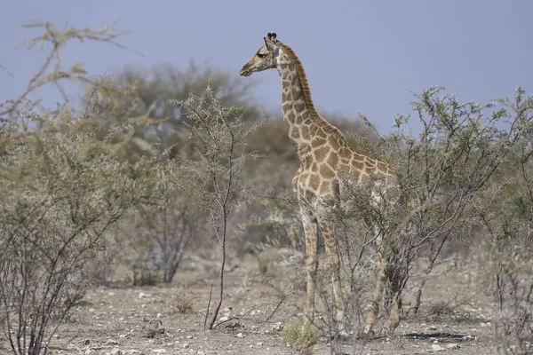 Genç zürafa (Giraffa camelopardalis), Namibya 'daki Etosha Ulusal Parkı' nda kurak çalılıkların arasında yürüyor.