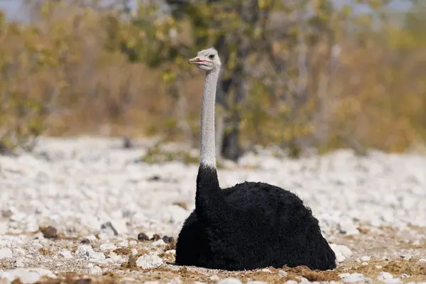 stock image Male Ostrich (Struthio camelus) approaching a waterhole in Etosha National Park, Namibia    