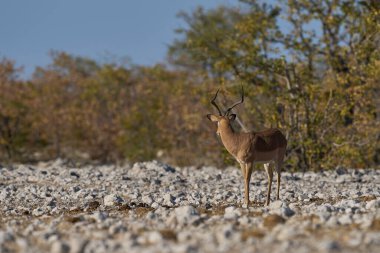 Etosha Ulusal Parkı, Namibya 'da Siyah Yüzlü Erkek Impala (Aepyceros melampus petersi).                               