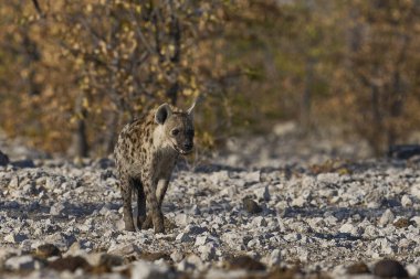 Hyaena (Crocuta crocuta), Namibya 'daki Etosha Ulusal Parkı' nda bir su birikintisine yaklaşırken görüldü.