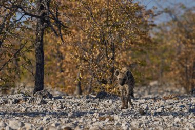 Hyaena (Crocuta crocuta), Namibya 'daki Etosha Ulusal Parkı' nda bir su birikintisine yaklaşırken görüldü.