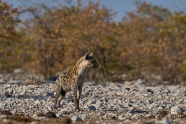 Hyaena (Crocuta crocuta), Namibya 'daki Etosha Ulusal Parkı' nda bir su birikintisine yaklaşırken görüldü.