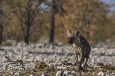 Hyaena (Crocuta crocuta), Namibya 'daki Etosha Ulusal Parkı' nda bir su birikintisine yaklaşırken görüldü.