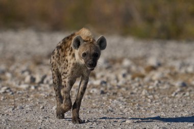 Hyaena (Crocuta crocuta), Namibya 'daki Etosha Ulusal Parkı' nda bir su birikintisine yaklaşırken görüldü.