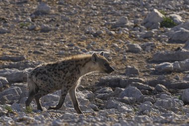 Hyaena (Crocuta crocuta), Namibya 'daki Etosha Ulusal Parkı' nda bir su birikintisine yaklaşırken görüldü.