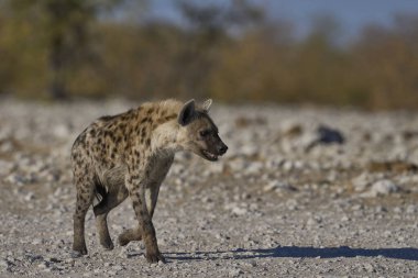 Hyaena (Crocuta crocuta), Namibya 'daki Etosha Ulusal Parkı' nda bir su birikintisine yaklaşırken görüldü.