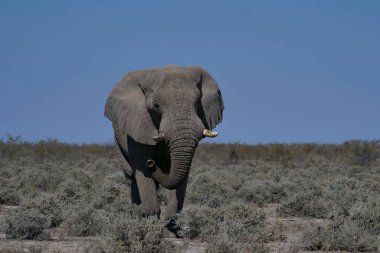 Büyük Afrika fili (Loxodonta africana) Namibya 'daki Etosha Ulusal Parkı' nda bir su birikintisine yaklaşıyor..