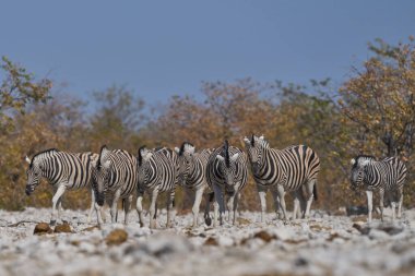Burchell 's Zebra (Equus burchellii) Etosha Ulusal Parkı, Namibya