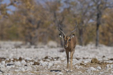 Etosha Ulusal Parkı, Namibya 'da Siyah Yüzlü Erkek Impala (Aepyceros melampus petersi).          