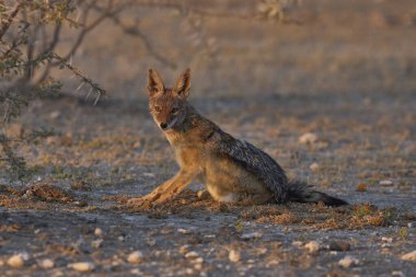 Kara sırtlı Çakal (Canis mesomelas), Namibya 'daki Etosha Ulusal Parkı' nda yerde yatıyor.