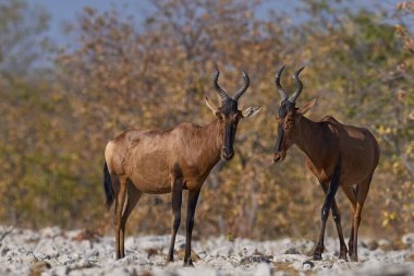 Kırmızı Antilop (Alcelaphus buselaphus caama), Namibya 'daki Etosha Ulusal Parkı' nda bir su birikintisine yaklaşıyor.   
