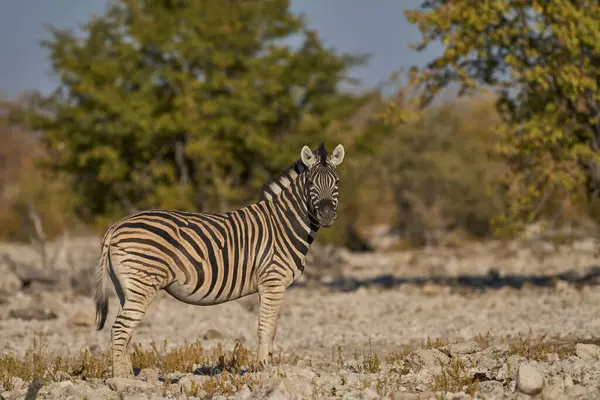 Burchell 's Zebra (Equus burchellii) Etosha Ulusal Parkı, Namibya