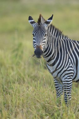 Crawshay zebrası (Equus quagga crawshayi) Güney Luangwa Ulusal Parkı, Zambiya 'da otluyor.