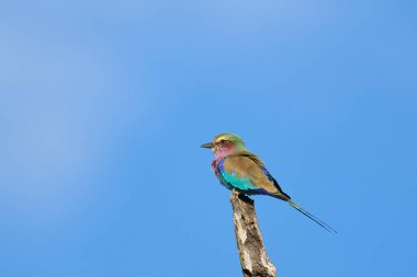 Leylak göğüslü Roller (Coracias caudatus) Güney Luangwa Ulusal Parkı, Zambiya 'da bir dala tünemiştir.