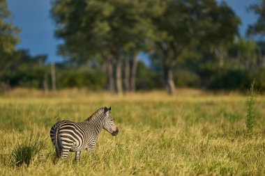 Crawshay's zebra (Equus quagga crawshayi) grazing in South Luangwa National Park, Zambia clipart