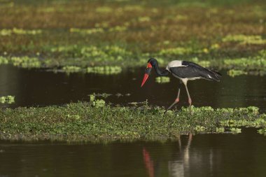Ephippiorhynchus senegalensis, Güney Luangwa Ulusal Parkı 'nda yağmur mevsiminin başlangıcında sığ bir gölde balıklarla beslenir.