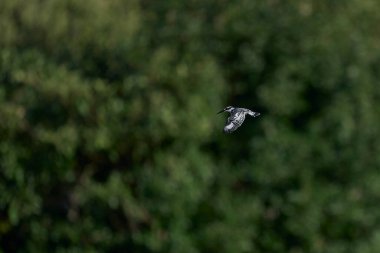 Pied Kingfisher (Ceryle rudis) hunting over a shallow lagoon at the start of the rainy season in South Luangwa National Park, Zambia clipart