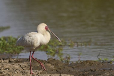 Afrika Spoonbill (Platalea alba), Güney Luangwa Ulusal Parkı, Zambiya 'da yağmur mevsiminin başlangıcında sığ bir lagünde besleniyor.