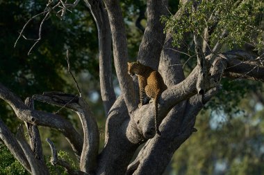 Leopar (Panthera pardus) Güney Luangwa Ulusal Parkı Zambiya 'da bir ağaçta dinleniyor.