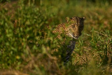 Güney Luangwa Ulusal Parkı, Zambiya 'da zümrüt mevsiminde yemyeşil çimlerde leopar (Panthera pardus)
