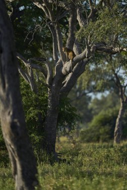 Leopar (Panthera pardus) Güney Luangwa Ulusal Parkı Zambiya 'da bir ağaçta dinleniyor.