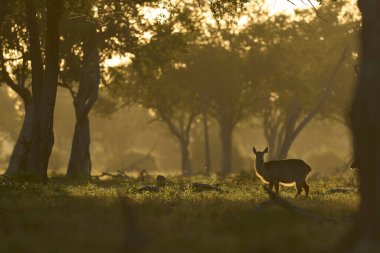 Waterbuck (Kobus ellipsiprymnus) Güney Luangwa Ulusal Parkı, Zambiya