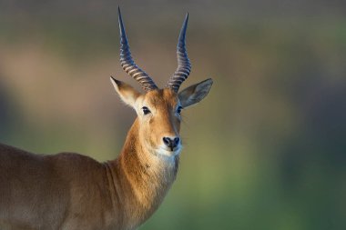 Güney Luangwa Ulusal Parkı, Zambiya 'da Erkek Puku (Kobus vardoni)