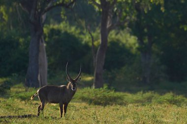 Waterbuck (Kobus ellipsiprymnus) Güney Luangwa Ulusal Parkı, Zambiya