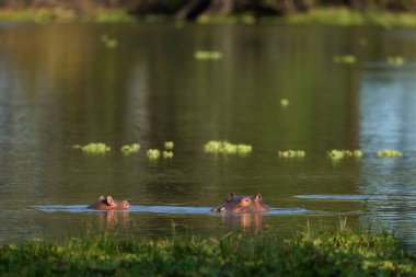 Hippopotamus (Hippopotamus amfibi) Güney Luangwa Ulusal Parkı, Zambiya 'da bir lagünde            