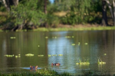 Hippopotamus (Hippopotamus amphibius) in a lagoon in South Luangwa National Park, Zambia             clipart