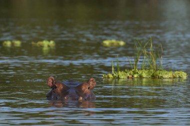 Hippopotamus (Hippopotamus amfibi) Güney Luangwa Ulusal Parkı, Zambiya 'da bir lagünde            